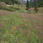 <p><span style="font-size: 14.6667px;"><b>A well-managed meadow is a reservoir of biodiversity</b></span></p><p><p>A meadow with a wealth of both fine-leaved (Gramineae) and broad-leaved (Dicotyledons) species is a habitat in natural equilibrium and at the same time, has excellent forage value for the animals that feed on it.</p></p>